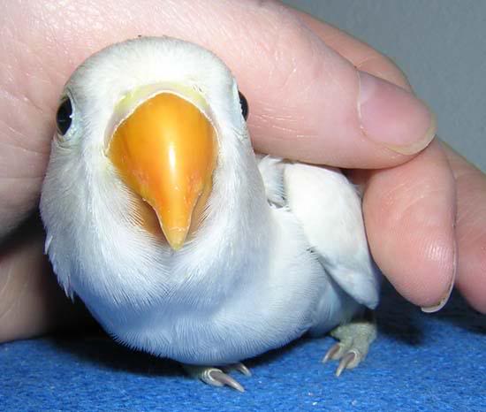 Celeste a quasi 40 giorni!