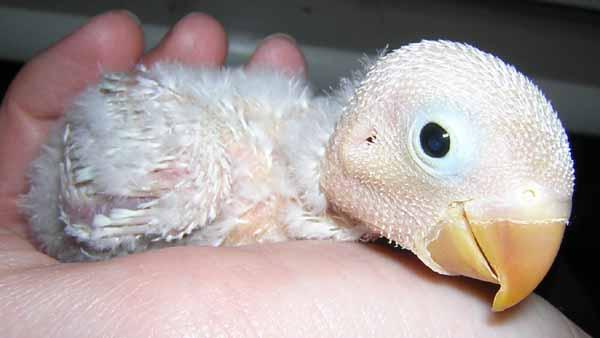 Celeste a tre settimane...