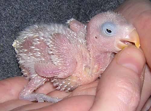 Celeste (agapornis fischeri) a due settimane