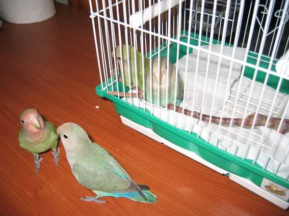 I quattro fratellini si salutano...