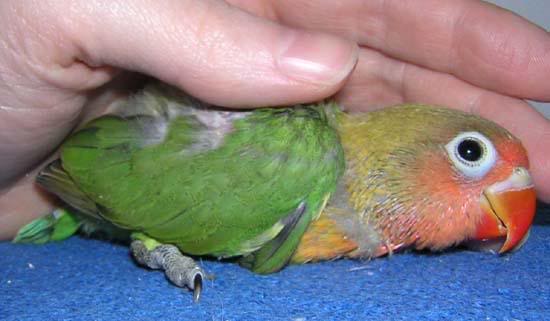 Il secondo pulcino a poco pi� di un mese