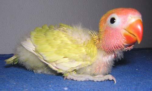 Il terzo pulcino ad un mese