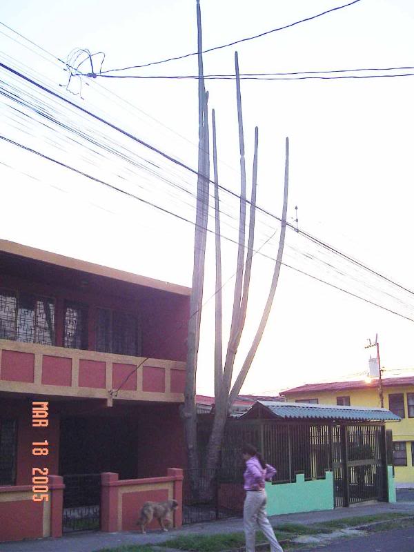 Monica_cactus_p erro