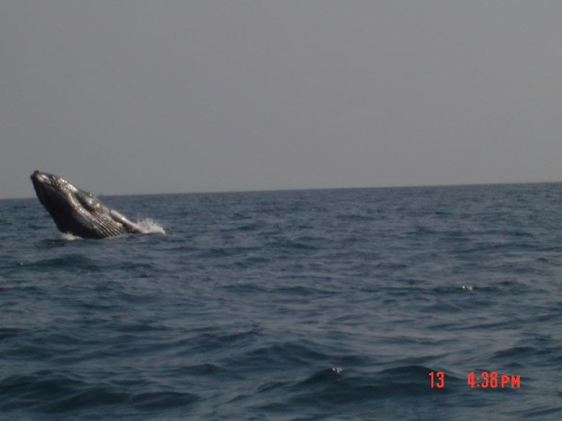 Ballena Santuario Samana