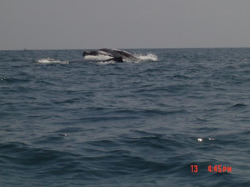 Ballenas madre e hij@