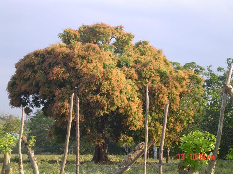 Mangos en flor