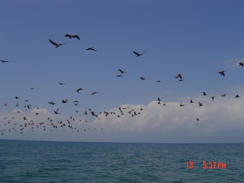 Pelicanos Bahia Samana
