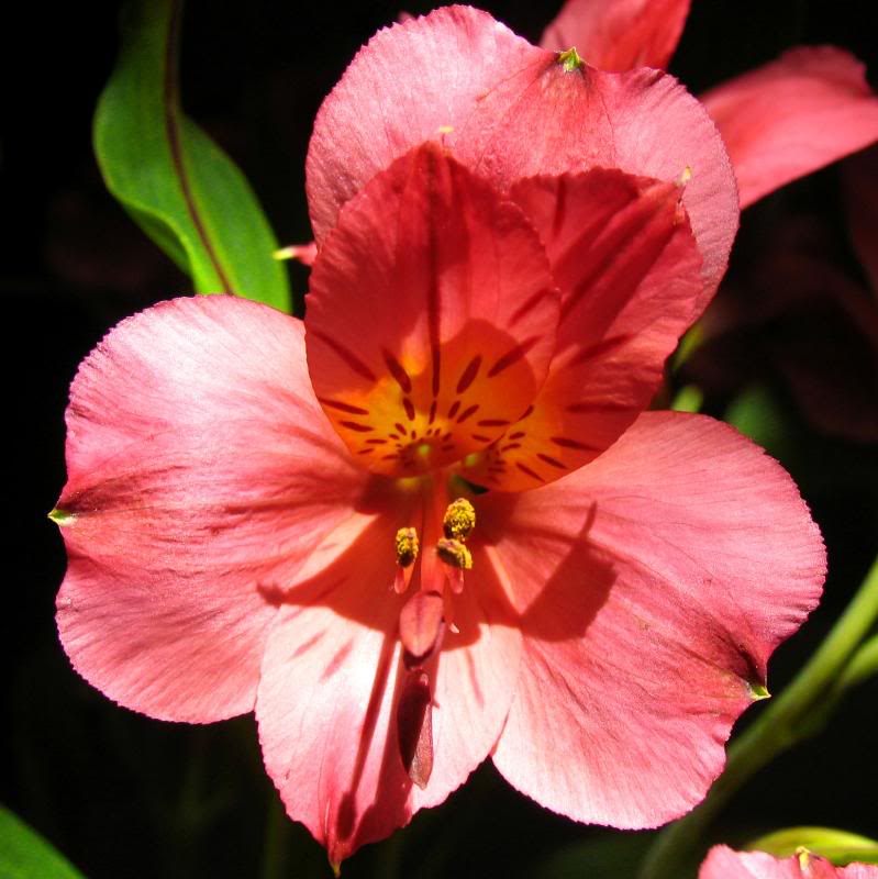 ALSTROEMERIA