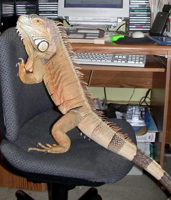 Pugs doing some work