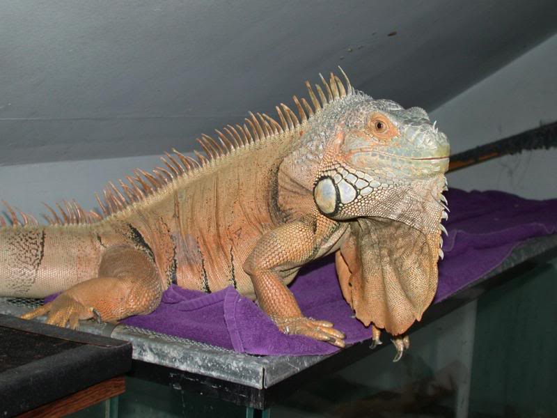 Pugs in full breeding colors