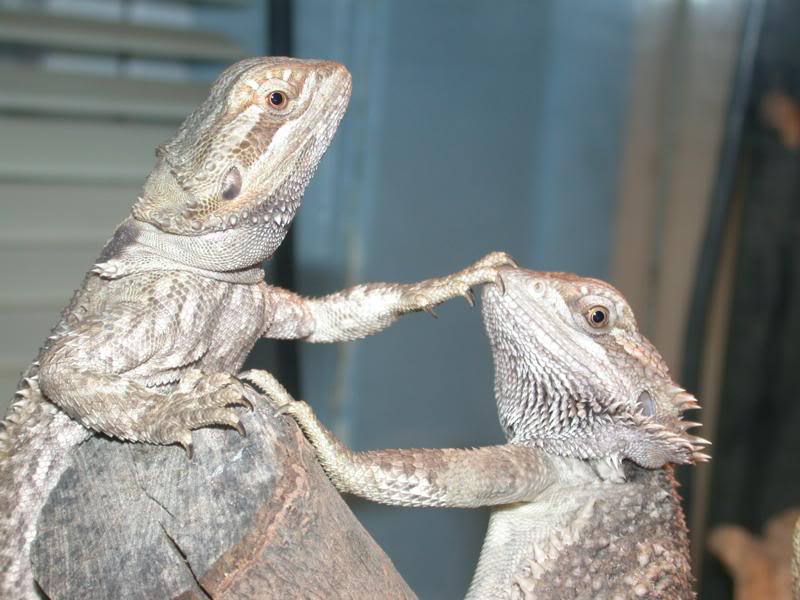 2 of my females. I think she was just in the way here.