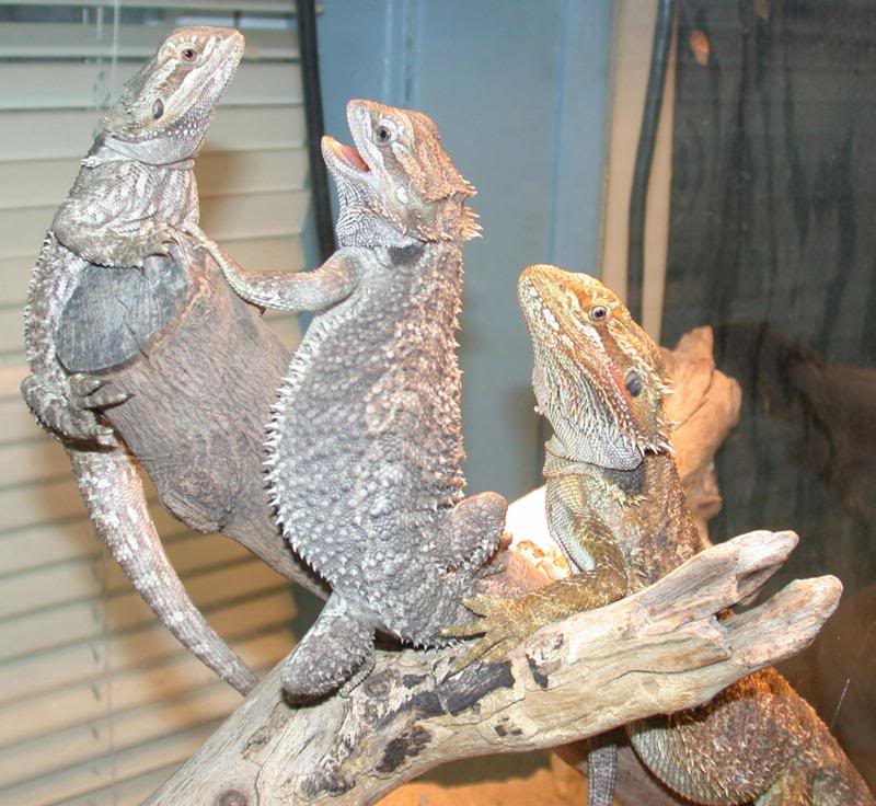 Eric the Red and 2 females