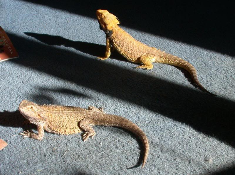 Eric the Red and Luau