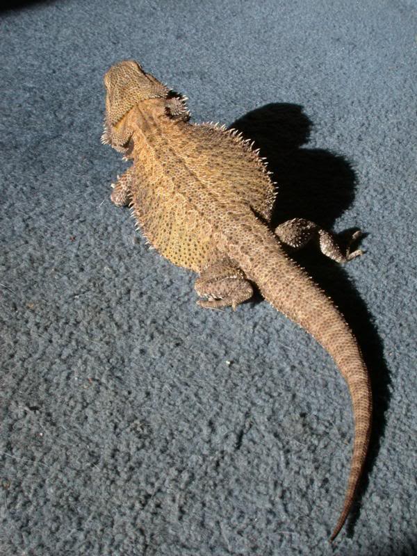 Luau basking in a sunbeam