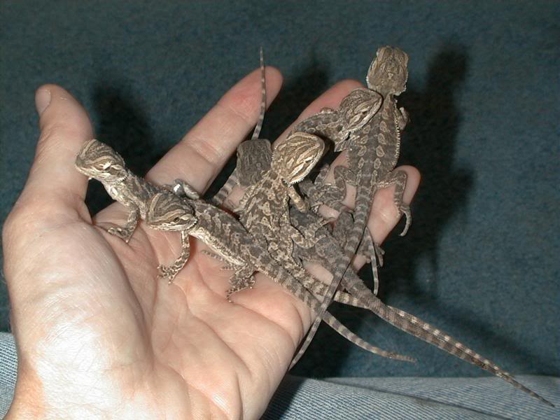 Pile O' Babies from 2001