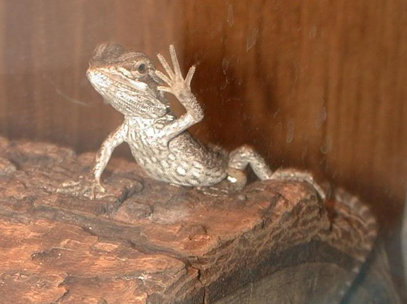 Waving behavior is typical of babies and juveniles. Som...