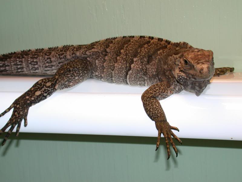 Tashmoo September 2001