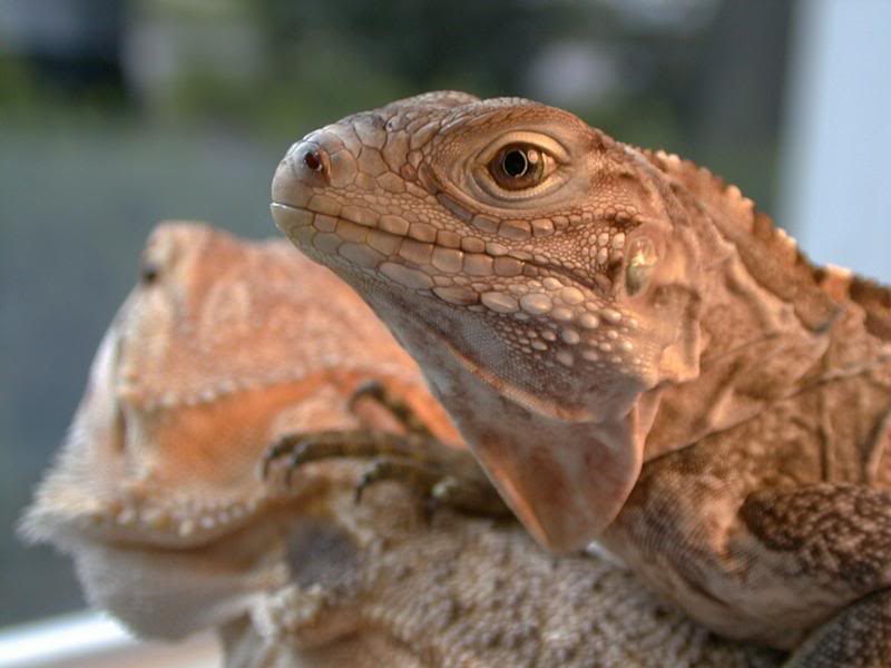 Tashmoo hanging out with Bisquik in the front window