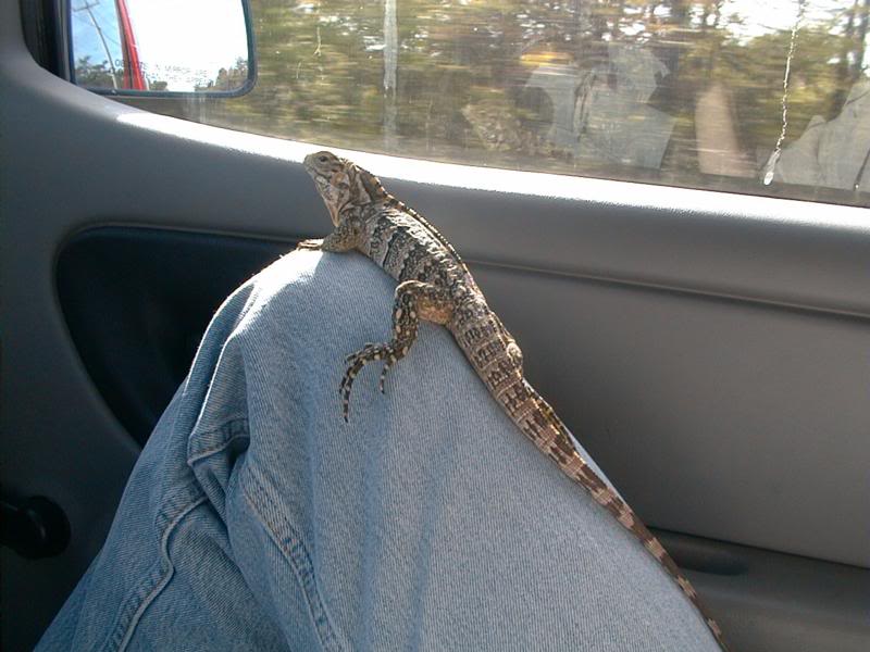 Tashmoo's first road trip