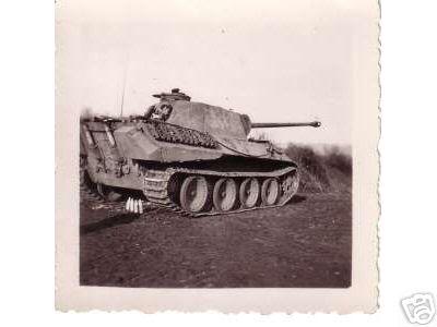 Panther Pics From Missing lynxs