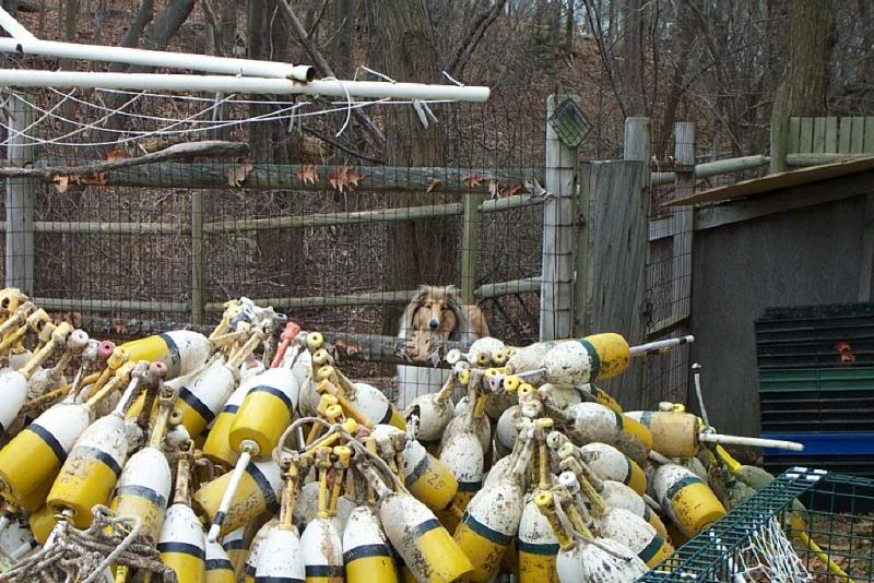 A cacophony of buoys
