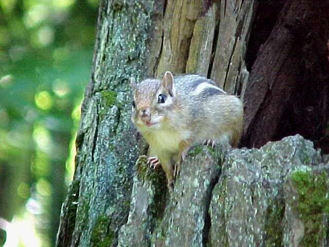 Chipmunk