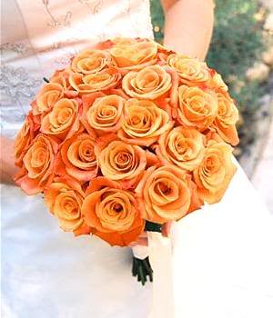 apricot rose