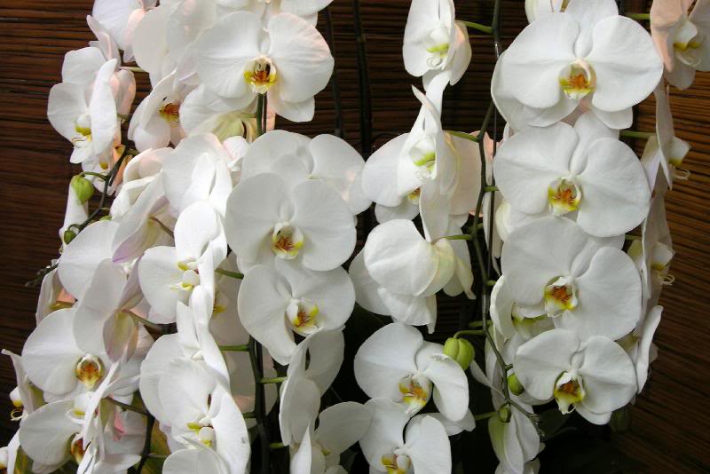 Orchids (3)