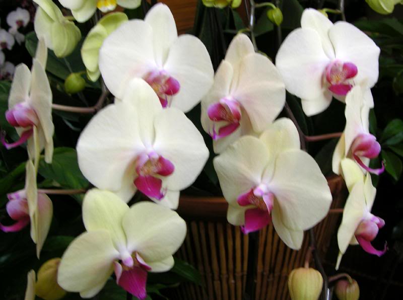 Orchids (4)