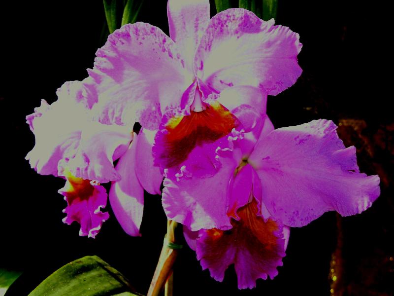 Orchids (6)