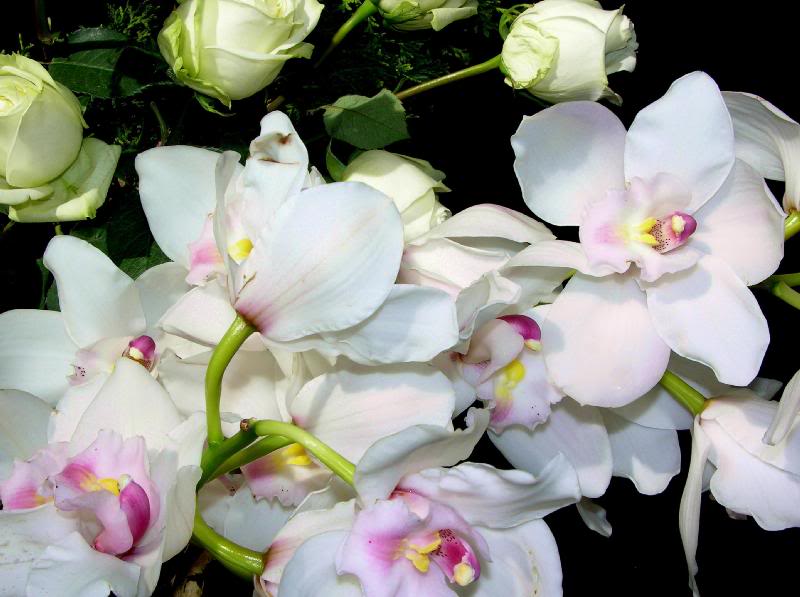 Orchids (8)