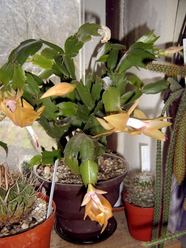 Schlumbergera