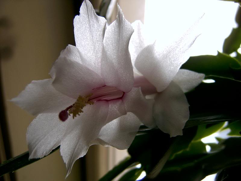 Schlumbergerea hybrid - white flower