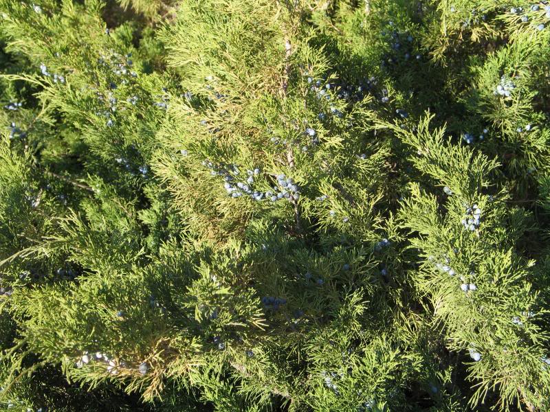 Sloe berrries in the sun