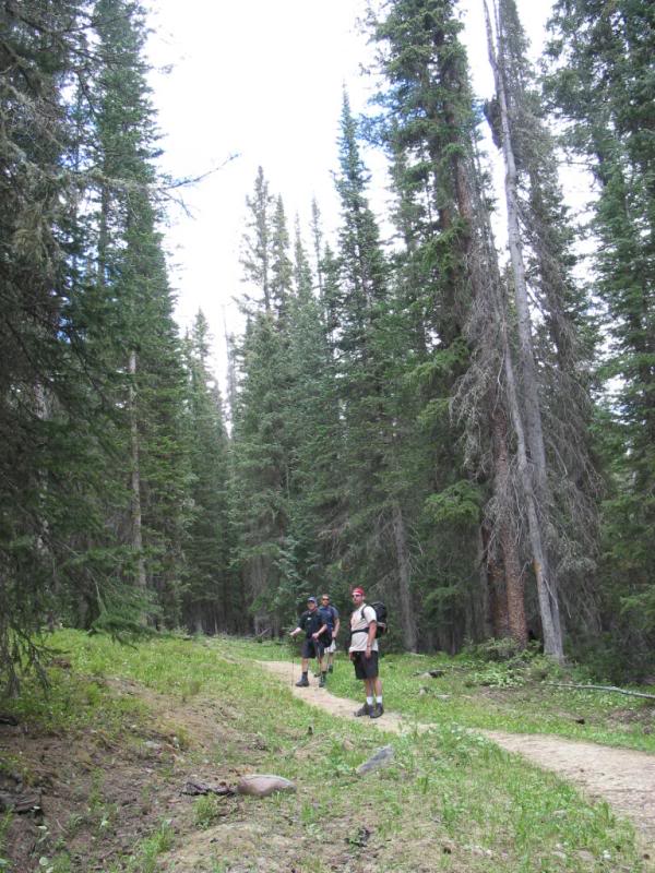 walking through tall trees