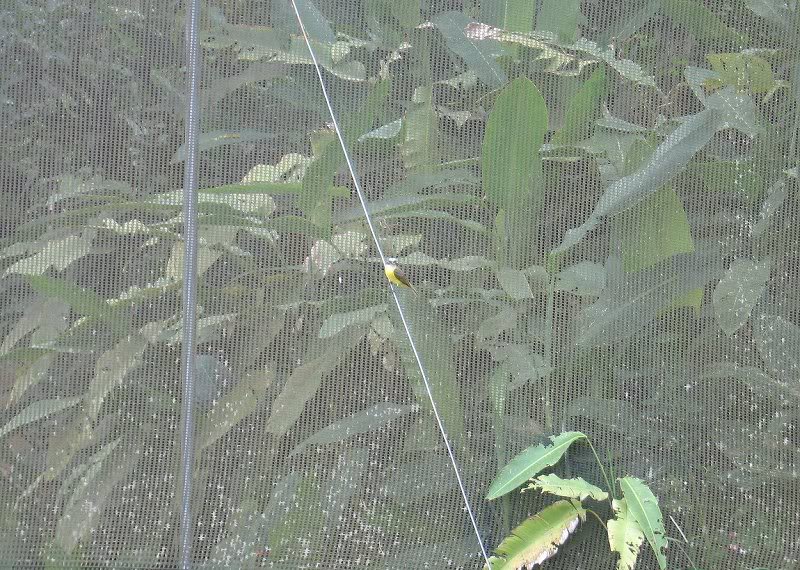 0202-san-ram��n -12062006- (37)-pechoamari llo