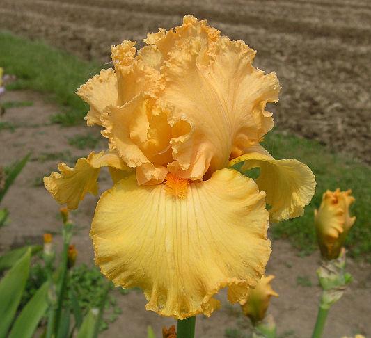 PRIME POWER (Tasco 2006) TB