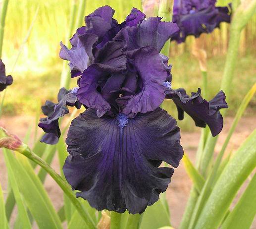 SHADOWS OF NIGHT (Tasco 2006) TB