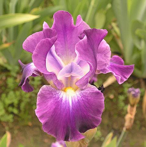 SPARKLING (Tasco 2007) IB