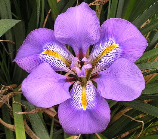 WISHMASTER (Tasco 2007) UNGUICULARIS