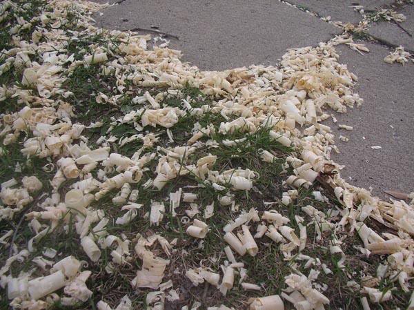 Wood shavings!..