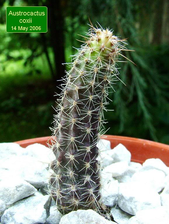 Austrocactus coxii