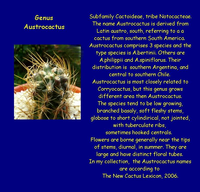 Austrocactus