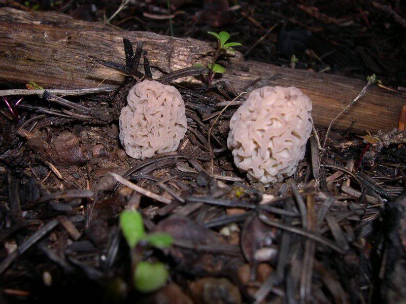 Morels 002