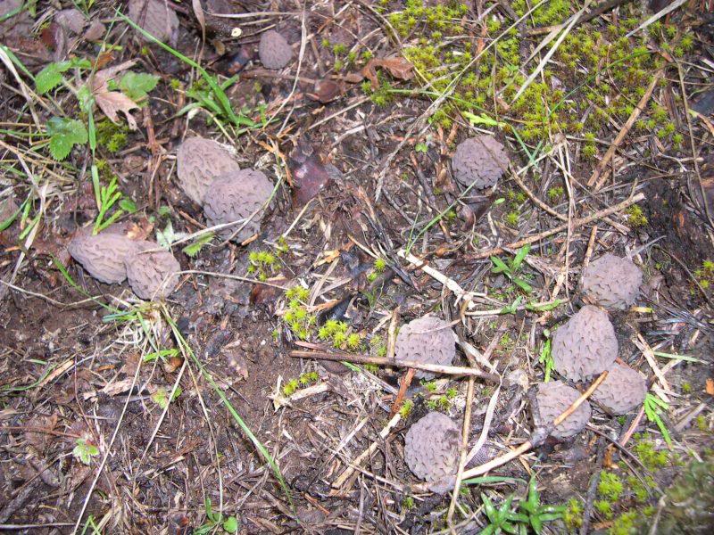Morels 003
