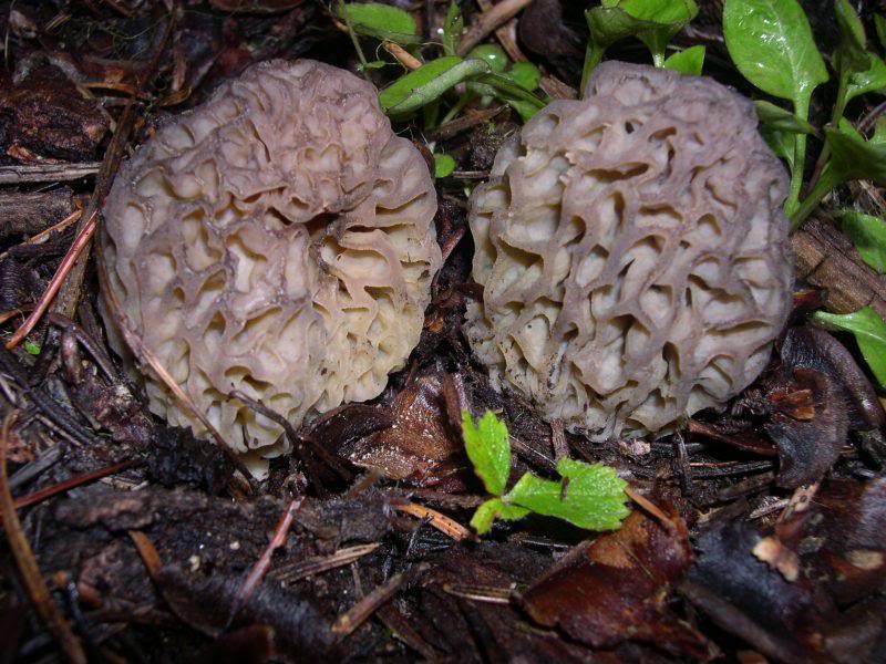 Morels 005