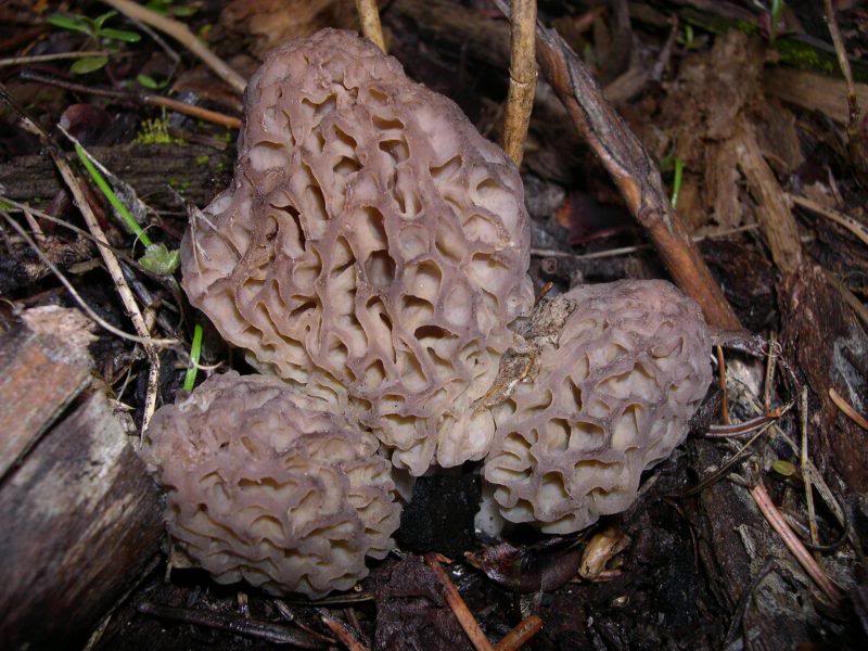 Morels 006