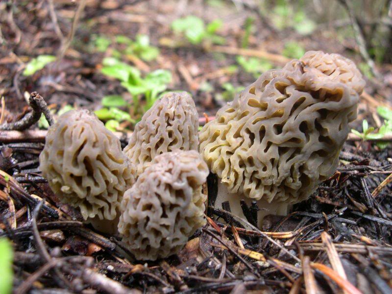 Morels 007