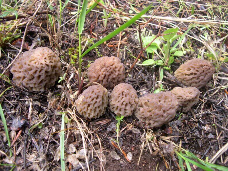 Morels 008