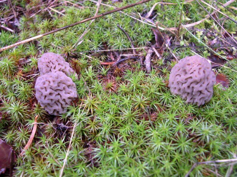 Morels 009